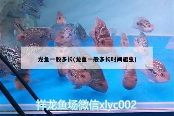 赤峰龍魚專賣店：赤峰龍魚專賣店價格