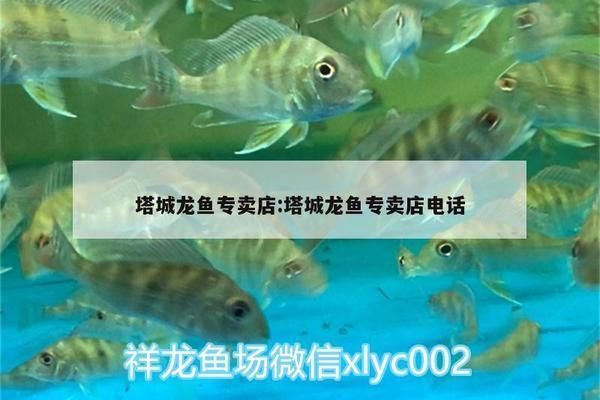 赤峰龍魚專賣店：赤峰龍魚專賣店價格