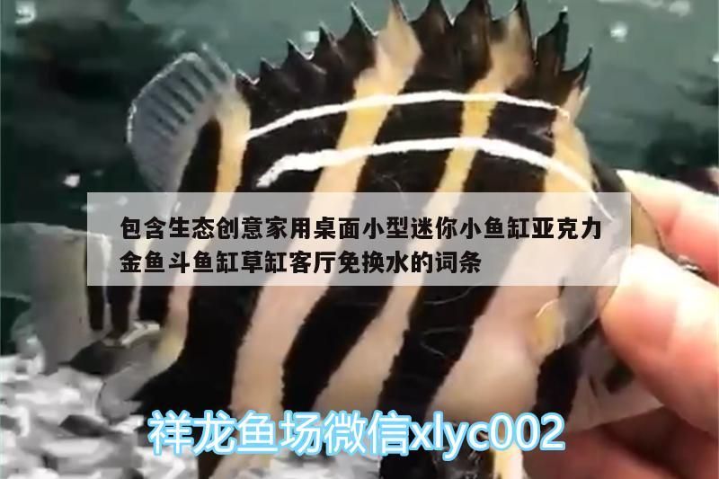 包含生態(tài)創(chuàng)意家用桌面小型迷你小魚缸亞克力金魚斗魚缸草缸客廳免換水的詞條（亞克力魚缸適合養(yǎng)什么魚）