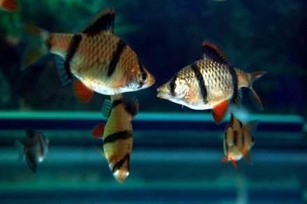 廣州買魚缸去哪里買好點的（廣州買魚缸去哪里買好點的魚）（在廣州買魚缸怎么選）