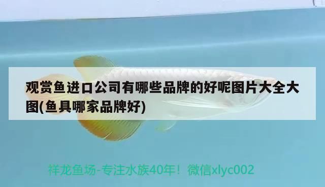 觀賞魚進口公司有哪些品牌的好呢圖片大全大圖(魚具哪家品牌好)（觀賞魚進口公司有哪些品牌的好呢） 觀賞魚進口公司有哪些品牌的好呢圖片大全大圖(魚具哪家品牌好)（觀賞魚進口公司有哪些品牌的好呢） 觀賞魚百科