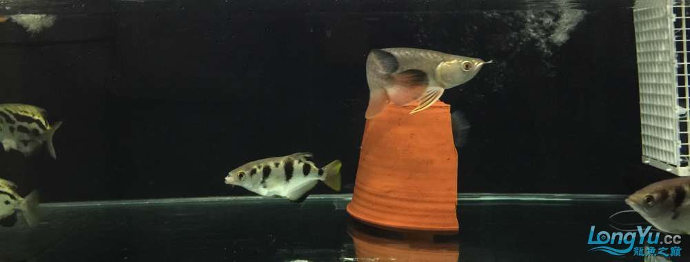 2017新年第一餐（2017新年第一餐，新年快樂）