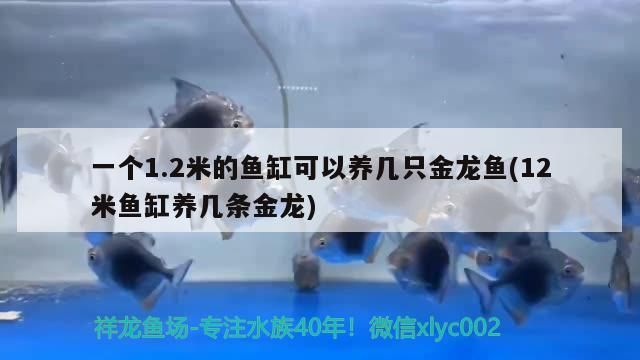 一個1.2米的魚缸可以養幾只金龍魚(12米魚缸養幾條金龍)（1.2米寬的魚缸可以養幾只金龍魚）