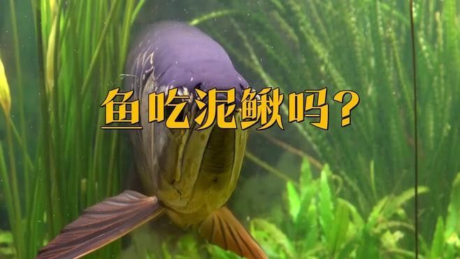 龍魚吃泥鰍需要處理干凈嗎（龍魚吃泥鰍需要處理干凈嗎龍魚吃泥鰍需要處理干凈嗎）