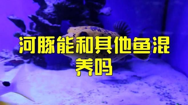 有哪些高風(fēng)險(xiǎn)混養(yǎng)組合（高風(fēng)險(xiǎn)混養(yǎng)組合）