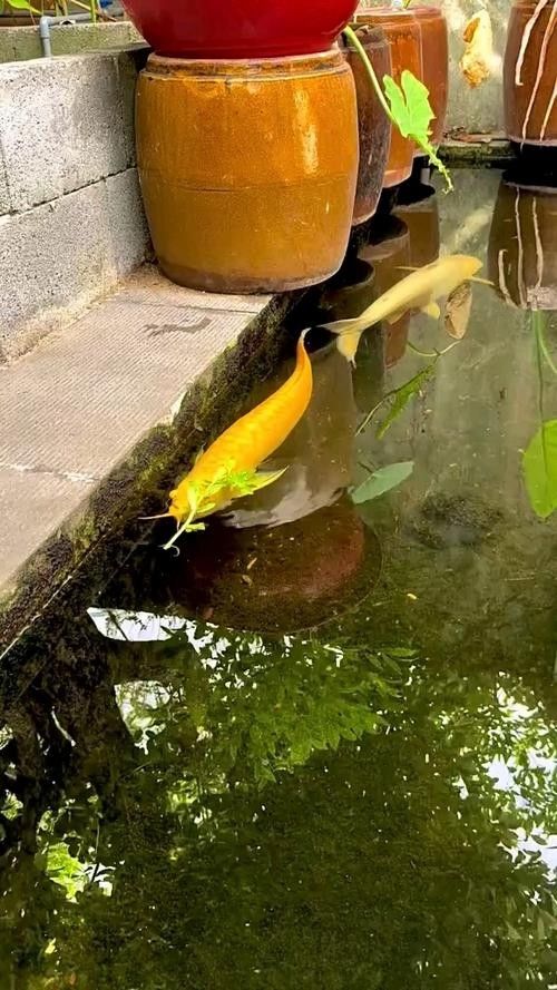 黃化龍魚好養(yǎng)嗎（新手養(yǎng)龍魚需要注意什么草缸養(yǎng)魚蝦,龍魚太難養(yǎng)做好這4點）