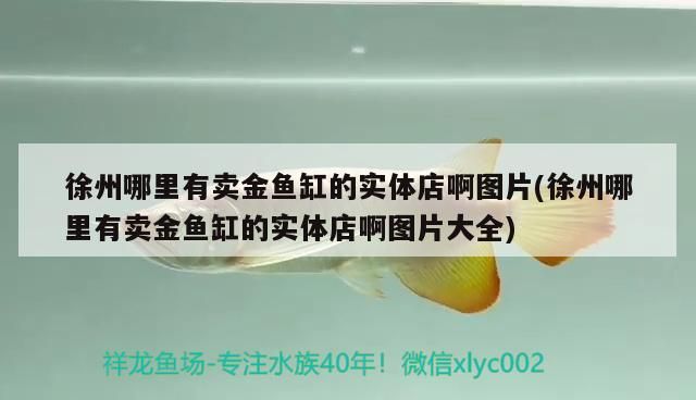 徐州哪里有賣金魚缸的實體店啊圖片(徐州哪里有賣金魚缸的實體店啊圖片大全)（徐州哪里有賣金魚缸的實體店）