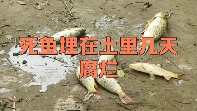 雷龍魚死后多久會(huì)腐敗？（雷龍魚死后多久會(huì)腐敗）