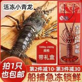 澳龍的價(jià)格是多少？（澳洲龍蝦價(jià)格行情走勢(shì)：澳洲龍蝦價(jià)格行情走勢(shì)(）