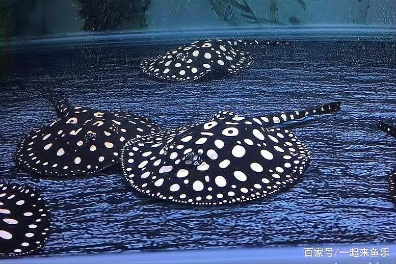 金龍魚和紅龍魚哪個更稀有（金龍魚和紅龍魚哪個更稀有？）