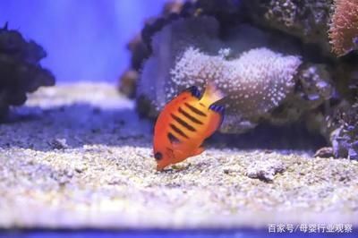 廣東水族批發市場在哪：廣東水產品文化探秘