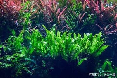 如何預防雷龍魚腸炎，雷龍魚腸炎是一種常見的疾病
