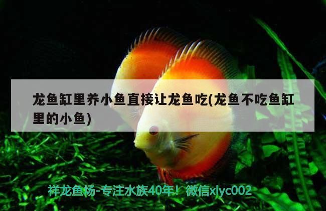 龍魚缸里養小魚直接讓龍魚吃(龍魚不吃魚缸里的小魚)（龍魚缸里養小魚直接讓小魚直接讓龍魚吃和龍魚不吃魚缸里的小魚）