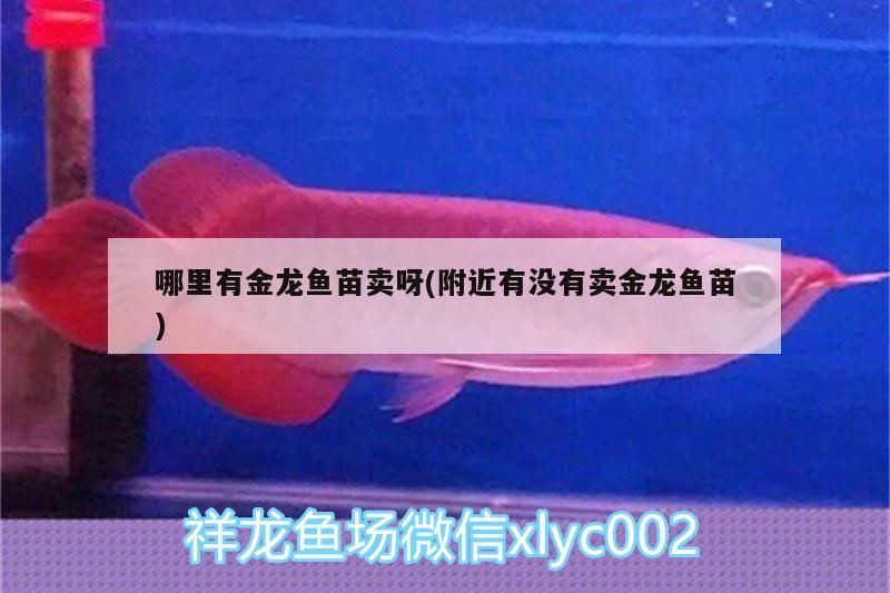 哪里有金龍魚苗賣呀(附近有沒(méi)有賣金龍魚苗)（哪里有賣金龍魚苗的地方）