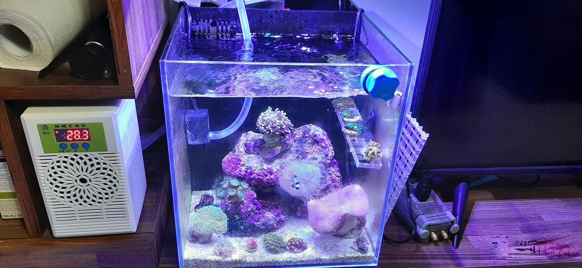 夏季換水如何控制溫差？（夏季如何控制換水時(shí)的溫差）