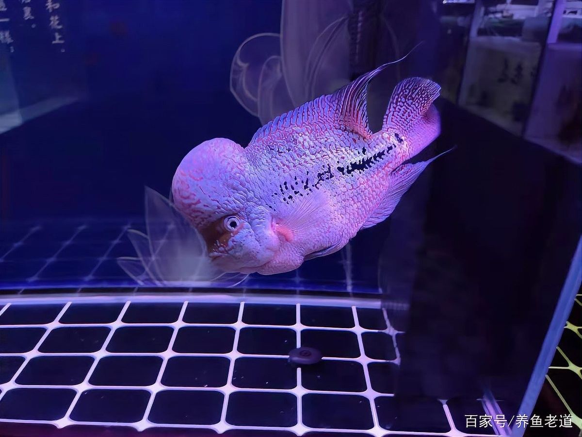 夏季換水如何控制溫差？（夏季如何控制換水時(shí)的溫差）