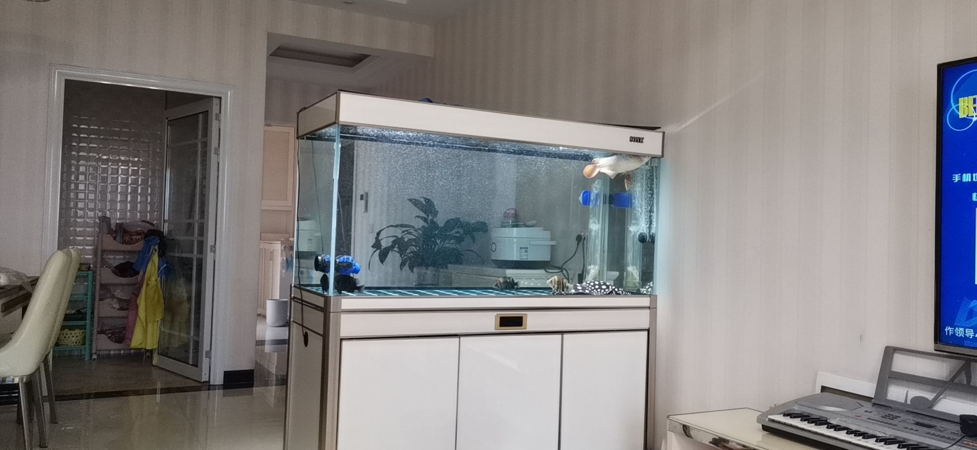 邵陽(yáng)觀賞魚(yú)市場(chǎng)今年最后一個(gè)缸（【邵陽(yáng)觀賞魚(yú)市場(chǎng)今年最后一個(gè)缸】）