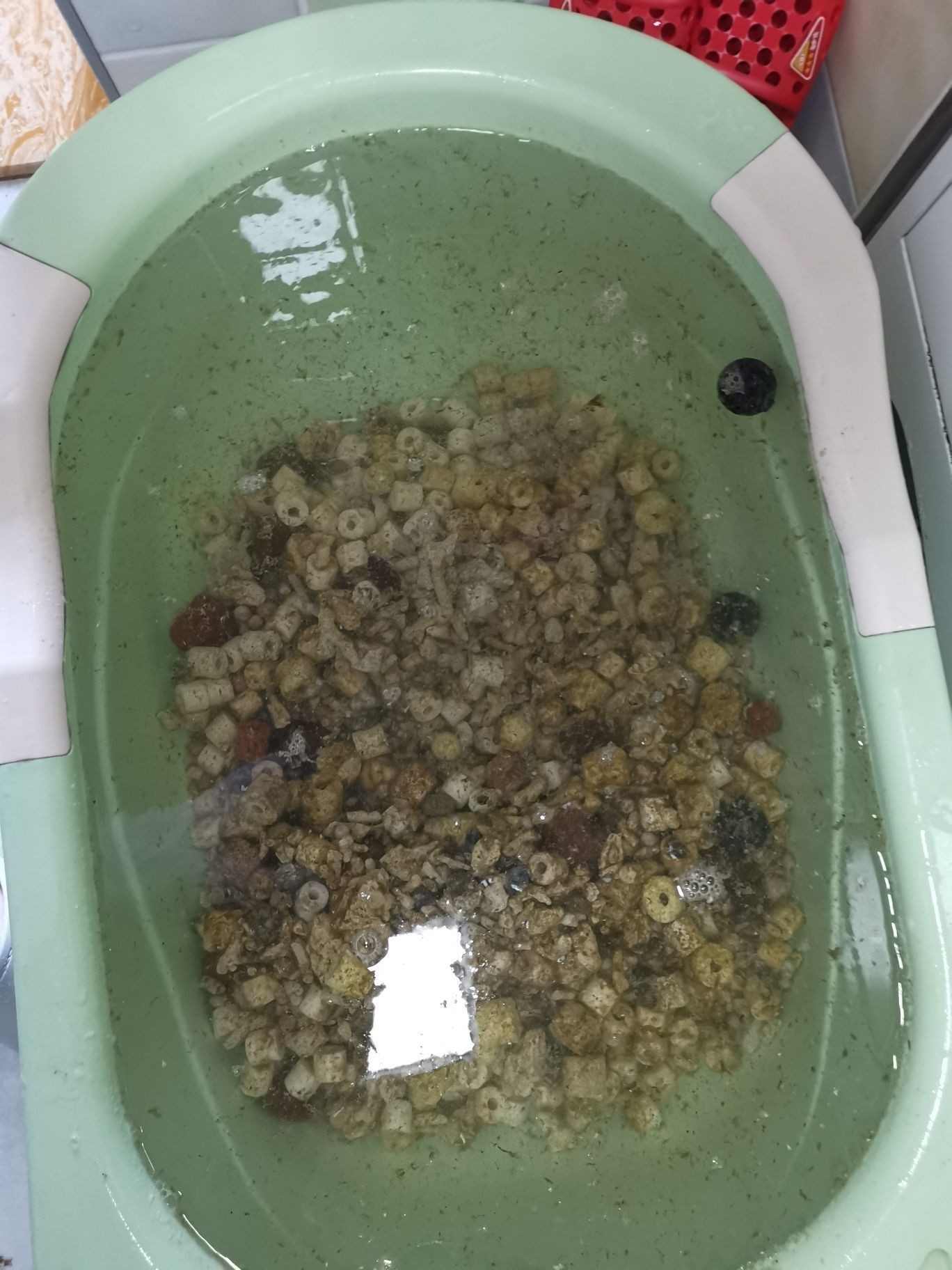 邵陽觀賞魚市場今年最后一個缸（【邵陽觀賞魚市場今年最后一個缸】）