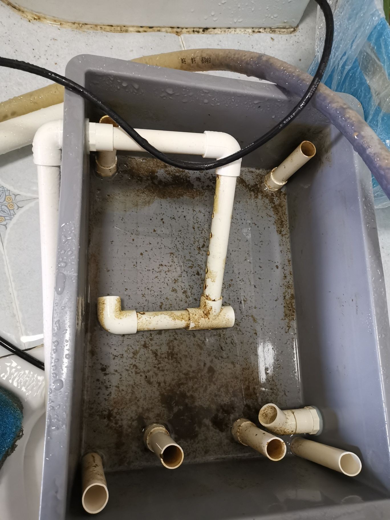 邵陽觀賞魚市場今年最后一個缸（【邵陽觀賞魚市場今年最后一個缸】）