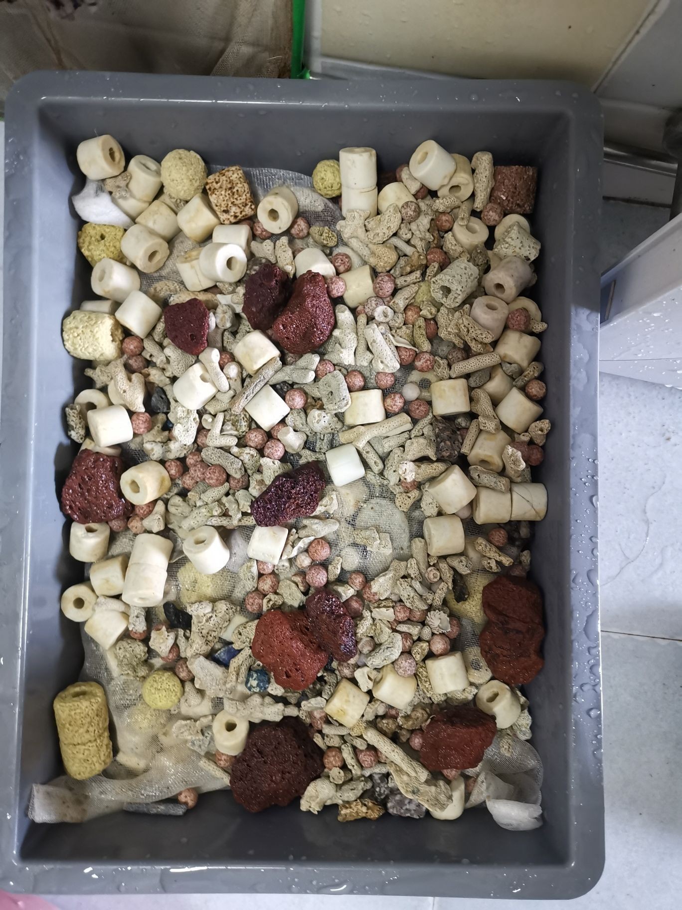 邵陽觀賞魚市場今年最后一個缸（【邵陽觀賞魚市場今年最后一個缸】）