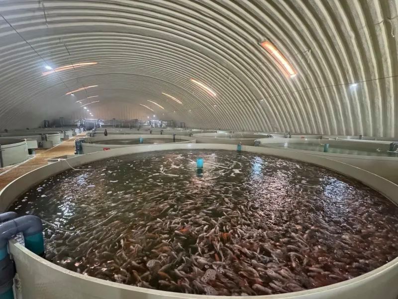 昌吉回族自治州有哪些知名的龍魚(yú)養(yǎng)殖場(chǎng)（昌吉回族自治州有哪些知名的龍魚(yú)養(yǎng)殖場(chǎng)？） 昌吉回族自治州有哪些知名的龍魚(yú)養(yǎng)殖場(chǎng)（昌吉回族自治州有哪些知名的龍魚(yú)養(yǎng)殖場(chǎng)？） 龍魚(yú)百科 第2張