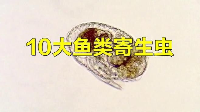 杜龍魚有哪些常見的寄生蟲（杜龍魚中常見的幾種寄生蟲）