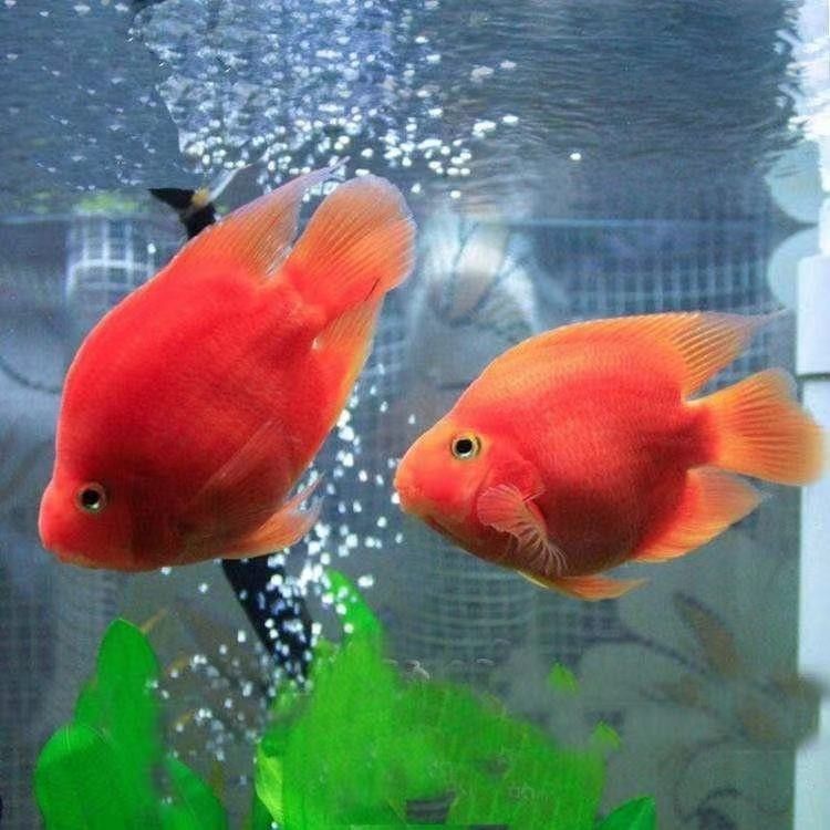 還有哪些地方可以定做魚缸（北京哪里可以定制魚缸）