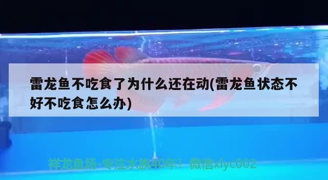 雷龍魚不吃食了為什么還在動(雷龍魚狀態不好不吃食怎么辦)（雷龍魚不吃食為什么還在動的知識，雷龍魚不吃食怎么辦）