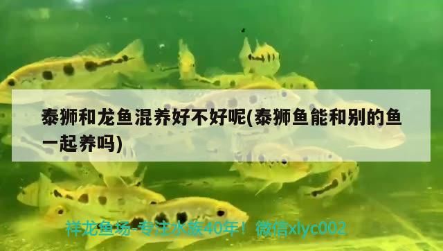 泰獅和龍魚混養好不好呢(泰獅魚能和別的魚一起養嗎)（泰獅和龍魚混養好不好）