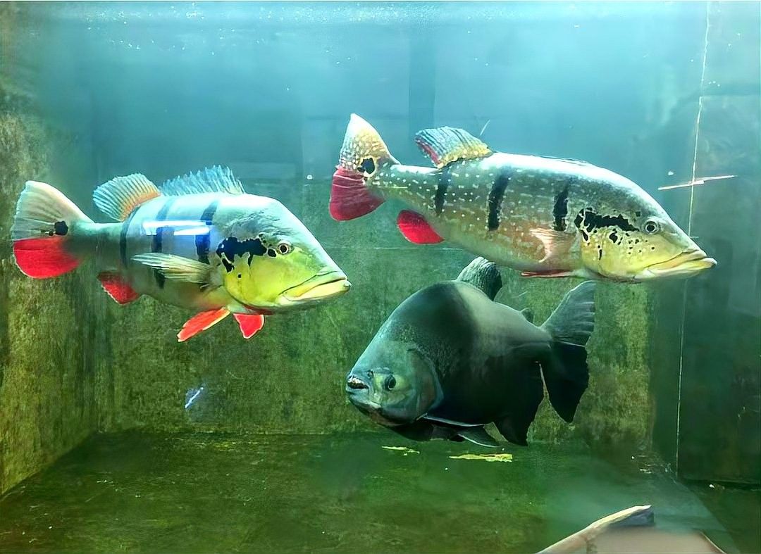 如何控制混養魚種的體型差距（養殖魚種的體型差距控制是水產養殖中一個重要議題）