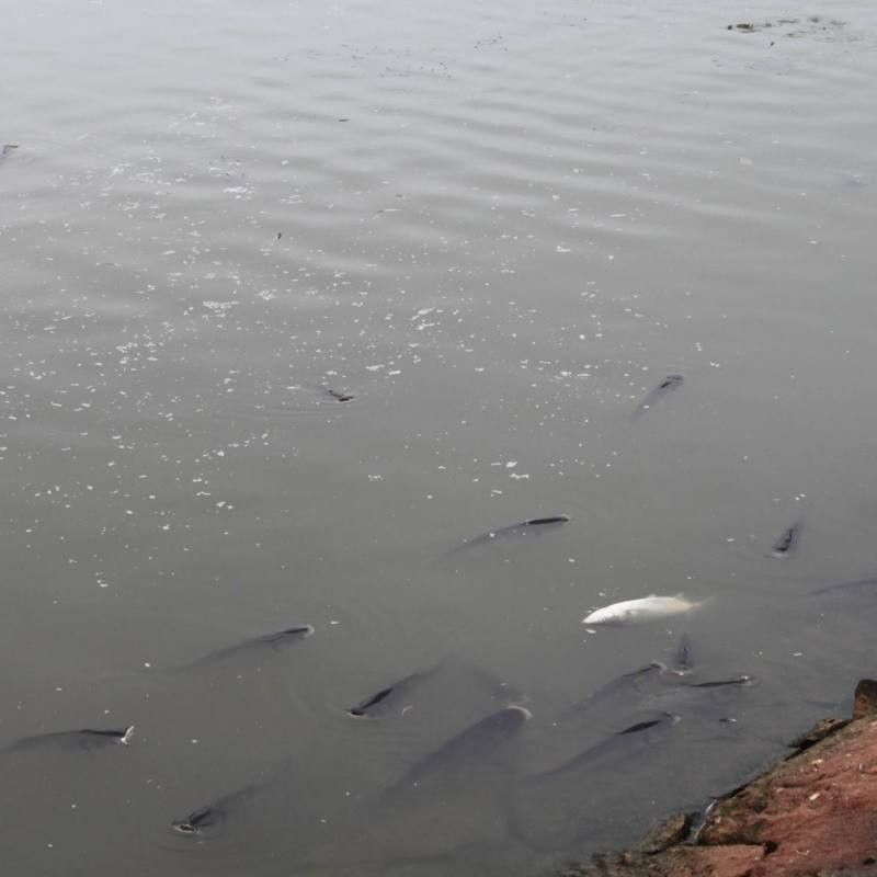 金龍魚浮頭有哪些征兆？（金龍魚總浮在水面“探頭”別大意！這5種情況暗藏危機，第3種最危險）