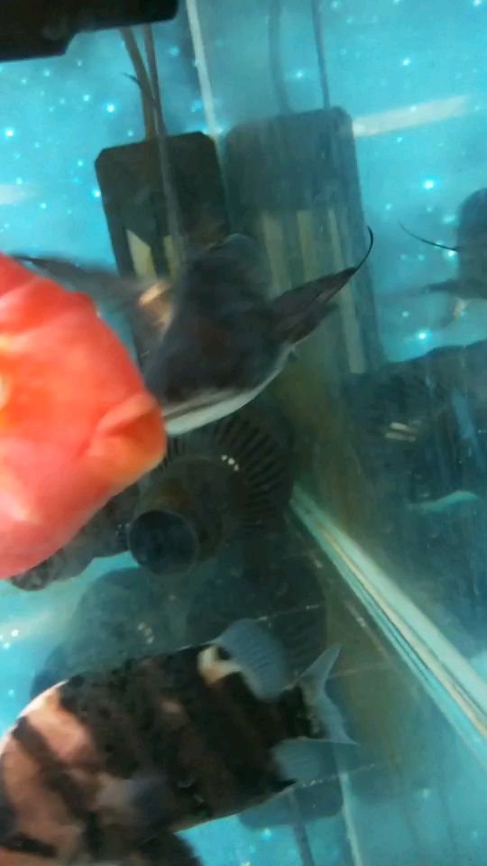 成吉思汗鯊魚眼睛和身體有白點什么病（成吉思汗鯊魚的眼睛和身體有白點的原因分析）