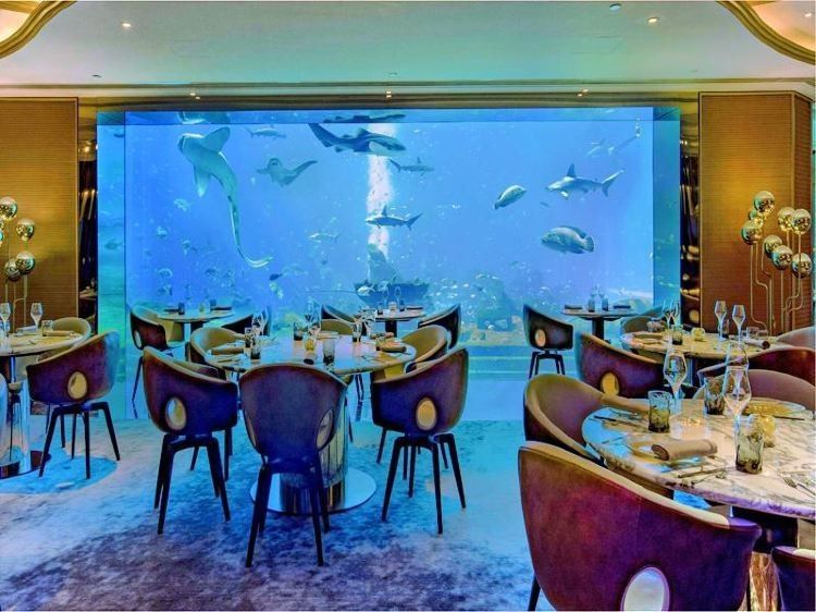 甌海哪個水族館龍魚好？祥龍魚場龍魚（溫州極地海洋世界的龍魚品種有哪些祥龍魚場龍魚品種有哪些）