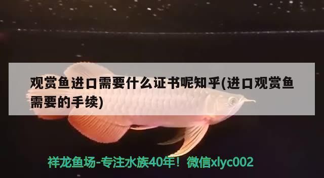 希臘金龍多少錢一條，我剛入的龍魚，是什么品種（希臘金龍魚價格與品種特征）