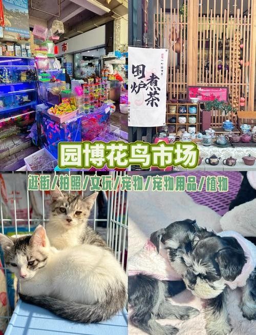 昆明哪里可以買到龍魚（昆明龍魚價格2688貴嗎，）