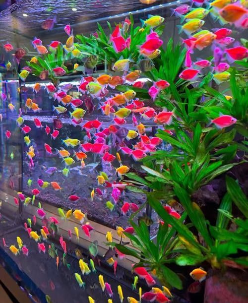 昆明哪里可以買到龍魚（昆明龍魚價格2688貴嗎，）