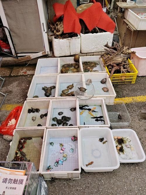 昆明哪里可以買到龍魚（昆明龍魚價格2688貴嗎，）