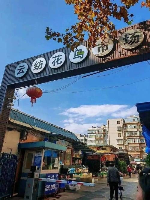 昆明哪里可以買到龍魚（昆明龍魚價格2688貴嗎，）