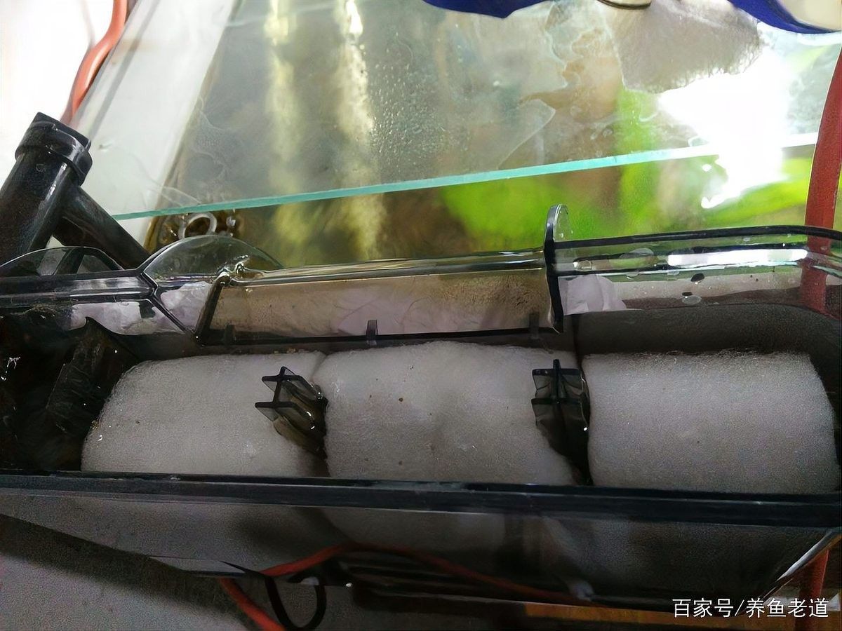 如何設(shè)置龍魚(yú)缸的物理過(guò)濾（如何設(shè)置龍魚(yú)缸物理過(guò)濾系統(tǒng)）