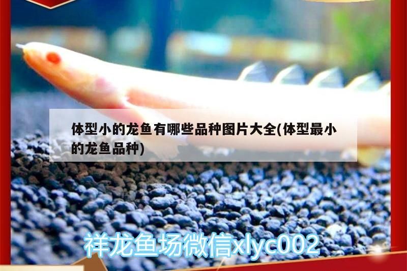體型小的龍魚有哪些品種圖片大全(體型最小的龍魚品種)