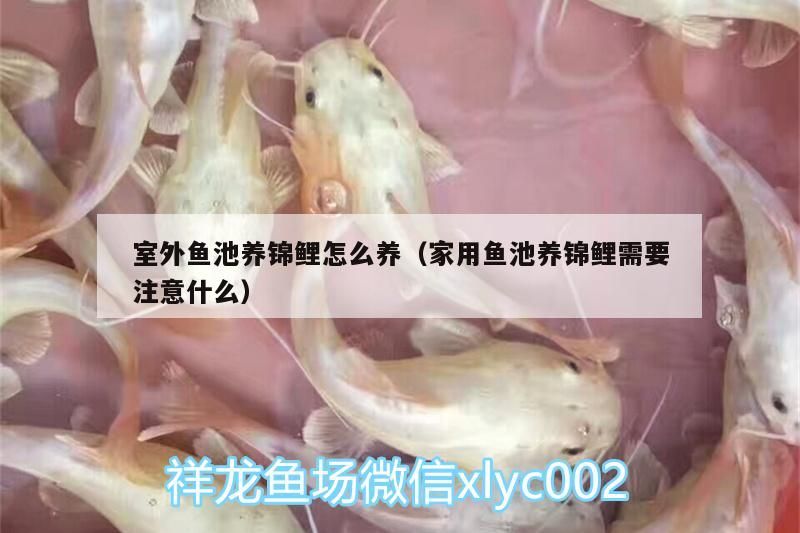 室外魚池養(yǎng)錦鯉怎么養(yǎng)（家用魚池養(yǎng)錦鯉需要注意什么）（室外魚池養(yǎng)錦鯉怎么養(yǎng)）