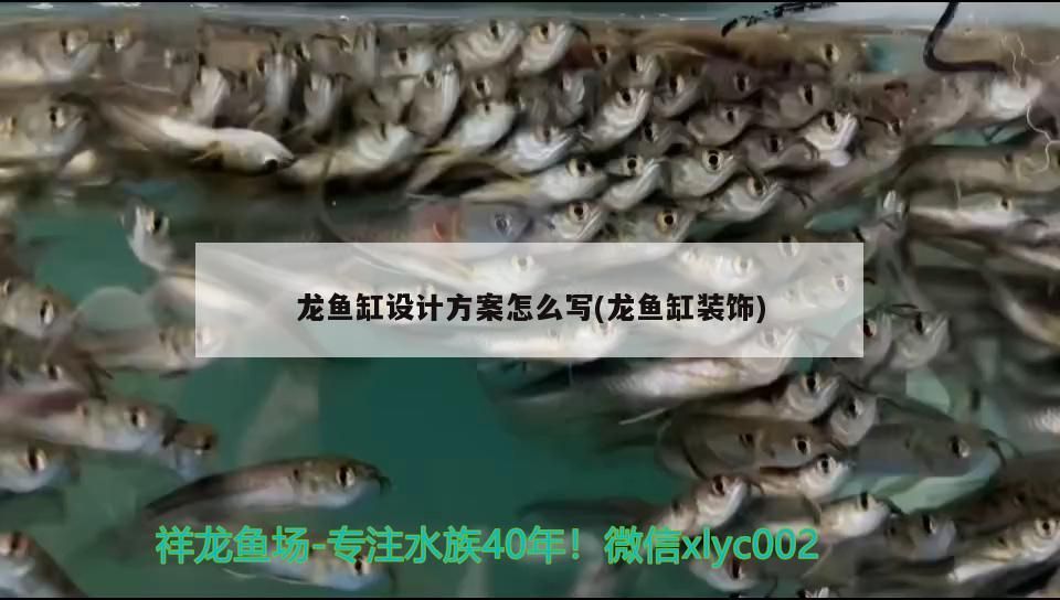 龍魚缸設(shè)計(jì)方案怎么寫(龍魚缸裝飾)（祥龍魚缸設(shè)計(jì)方案怎么寫龍魚缸設(shè)計(jì)方案）