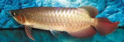 寧波龍魚專賣店:九江龍魚批發市場 觀賞魚百科 第3張 寧波龍魚專賣店:九江龍魚批發市場 寧波龍魚專賣店:九江龍魚批發市場 觀賞魚百科 第3張