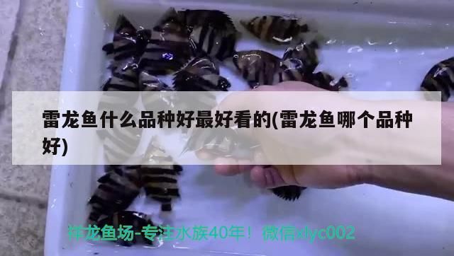 雷龍魚什么品種好最好看的(雷龍魚哪個品種好)