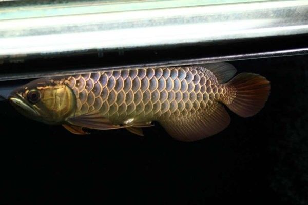 龍魚缸定制后如何保養？（魚缸定制后正確的保養方法至關重要以確保其美觀和延長使用壽命）