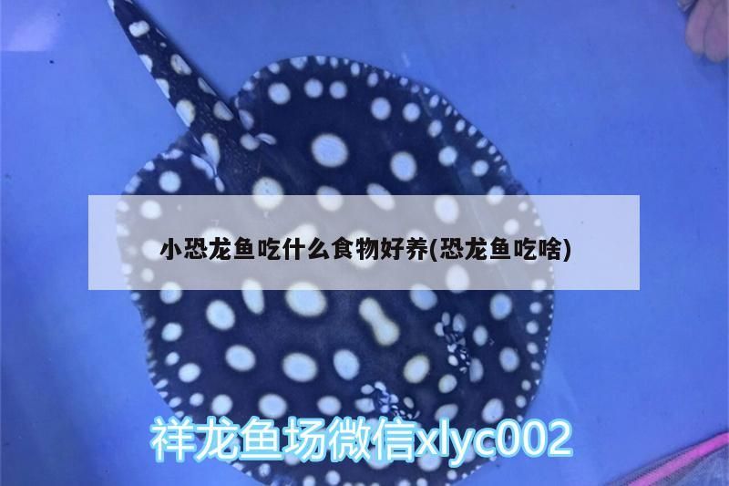 小恐龍魚吃什么食物好養(yǎng)(恐龍魚吃啥)（小恐龍魚吃什么食物好養(yǎng)）