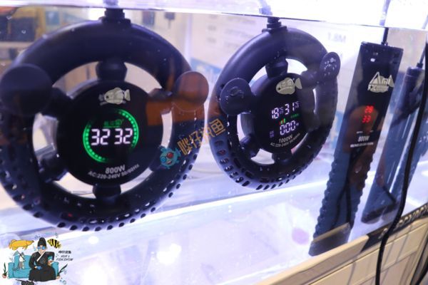 呈千祥龍魚養殖技術（關于千祥龍魚的問題）