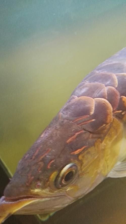 金龍魚鱗片上白色絮狀物圖片示例（關(guān)于金龍魚鱗片上白色絮狀物的圖片示例）