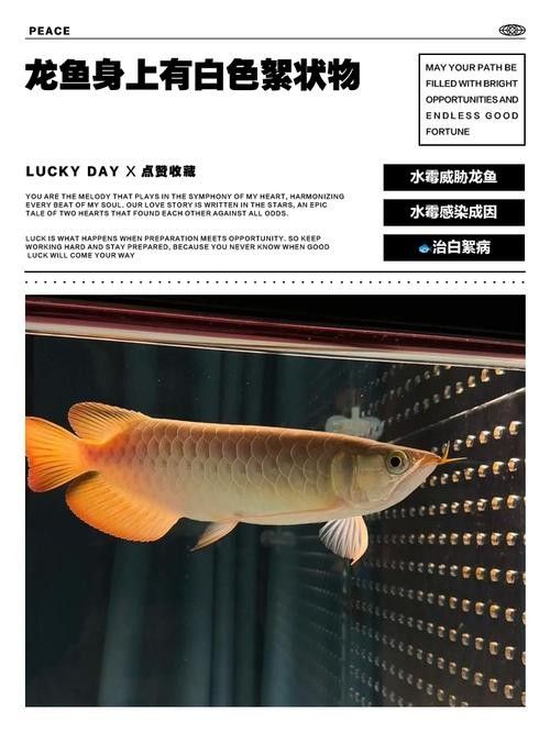 金龍魚鱗片上白色絮狀物圖片示例（關(guān)于金龍魚鱗片上白色絮狀物的圖片示例）