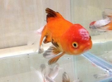 金龍魚鱗片上白色絮狀物圖片示例（關(guān)于金龍魚鱗片上白色絮狀物的圖片示例）